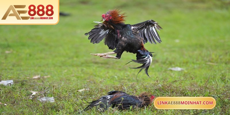 Gà đòn - Lựa chọn gà đá luôn thắng với khả năng thi đấu tốt