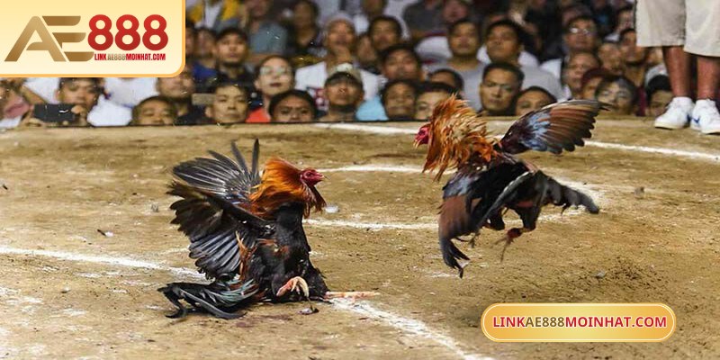 Mức cược cần được điều chỉnh theo diễn biến trận đấu