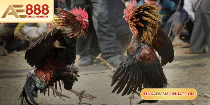 Chọn trận đấu tiềm năng đảm bảo cược đá gà Campuchia dễ ăn