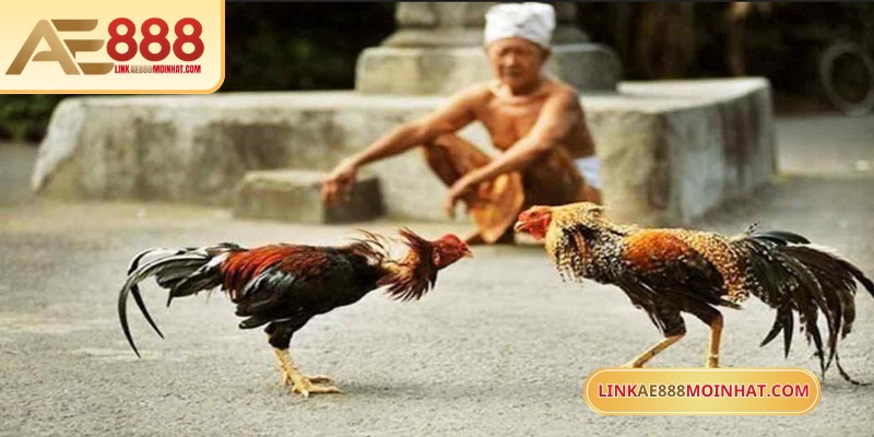 Nhiều hình thức đá gà Cam hấp dẫn đang chờ bet thủ khám phá