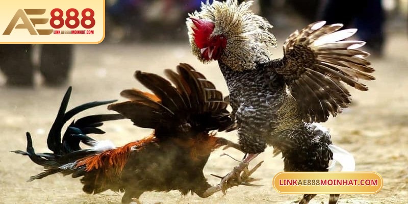 Lối gà chọi hay nhất luôn là yếu tố tiên quyết giành lợi thế